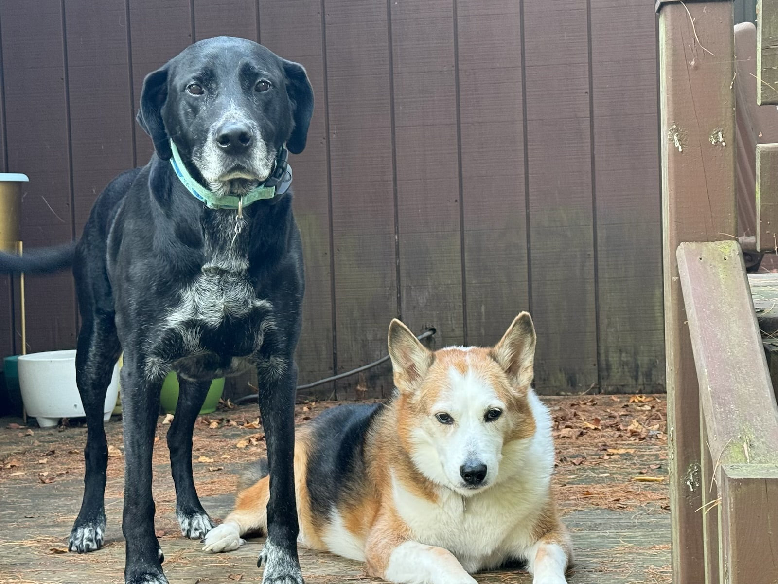Bath Time with Tula and Jeff Dog Shampoo
